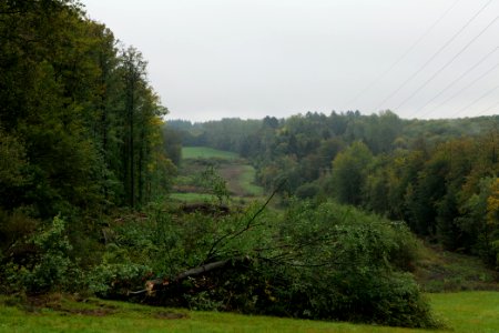 Maulbach forest after tree cuttings 2020-10-08 11
