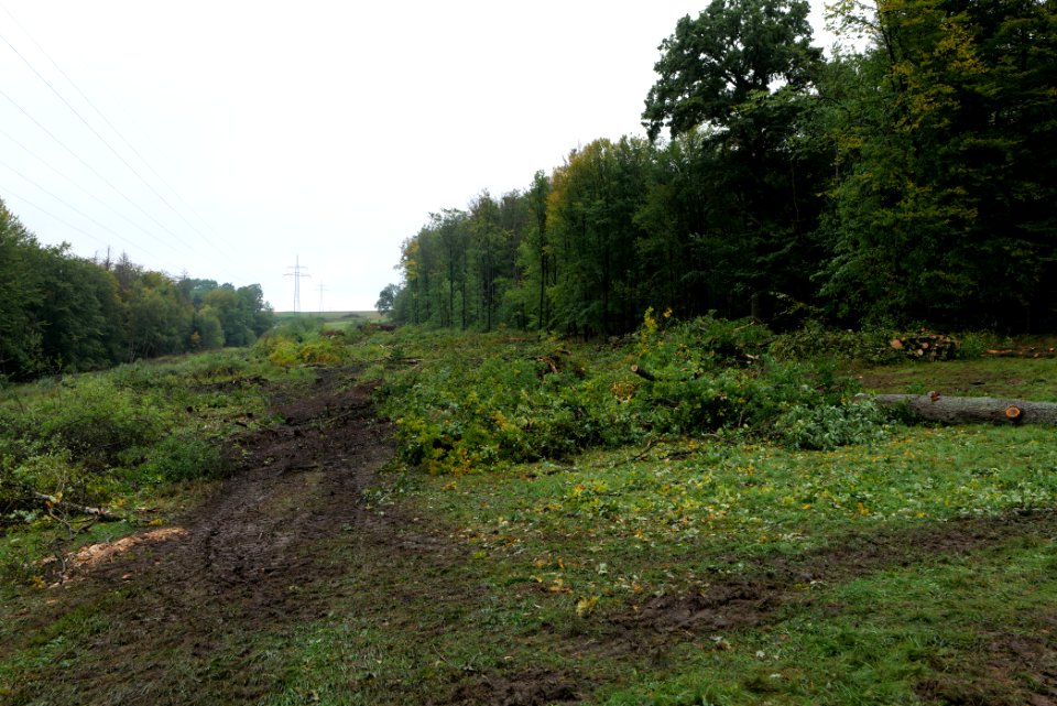 Maulbach forest after tree cuttings 2020-10-08 102