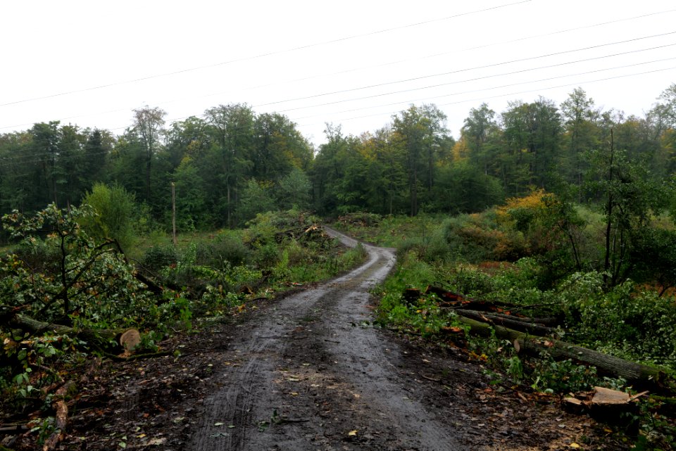 Maulbach forest after tree cuttings 2020-10-08 100