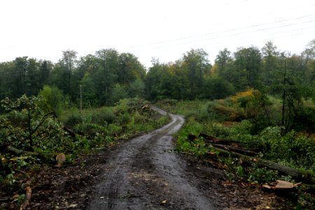 Maulbach forest after tree cuttings 2020-10-08 100