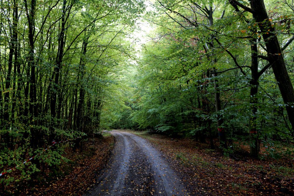 Maulbach forest 2020-10-08 15