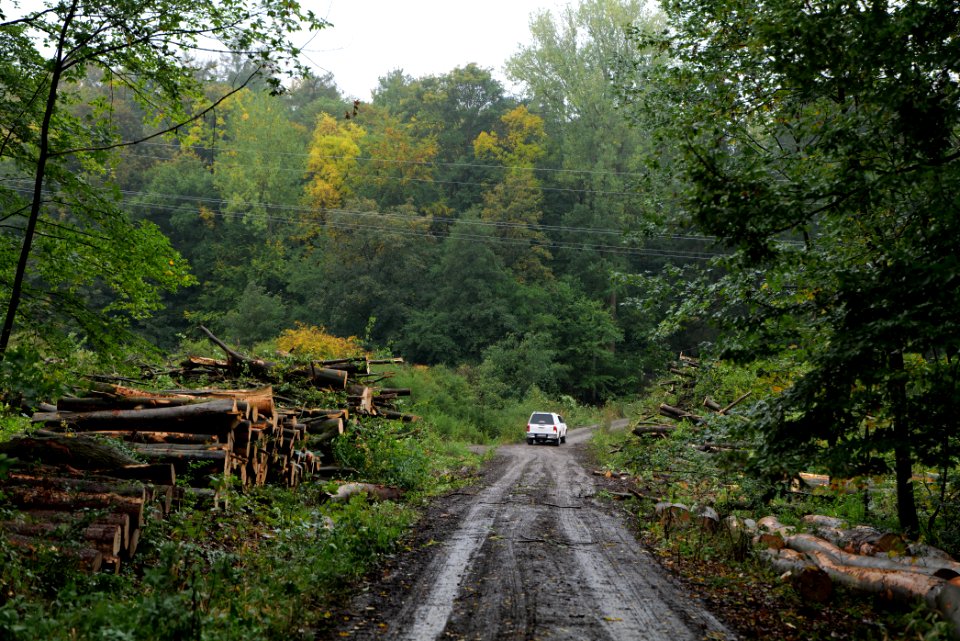 Maulbach forest after tree cuttings 2020-10-08 29