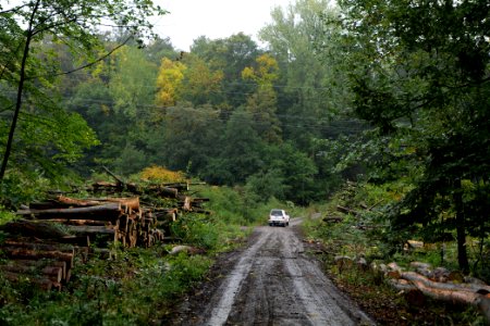 Maulbach forest after tree cuttings 2020-10-08 29
