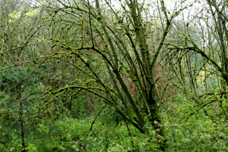 Maulbach forest 2020-10-08 48