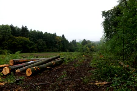 Maulbach forest after tree cuttings 2020-10-08 31