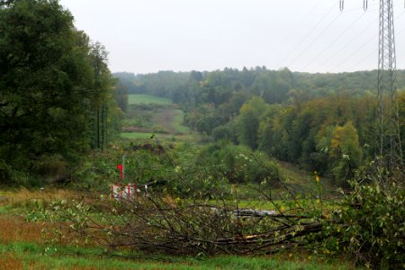 Maulbach forest after tree cuttings 2020-10-08 22