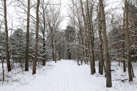Mauerweg in the Spandauer Forst with snow 2021-02-09 14