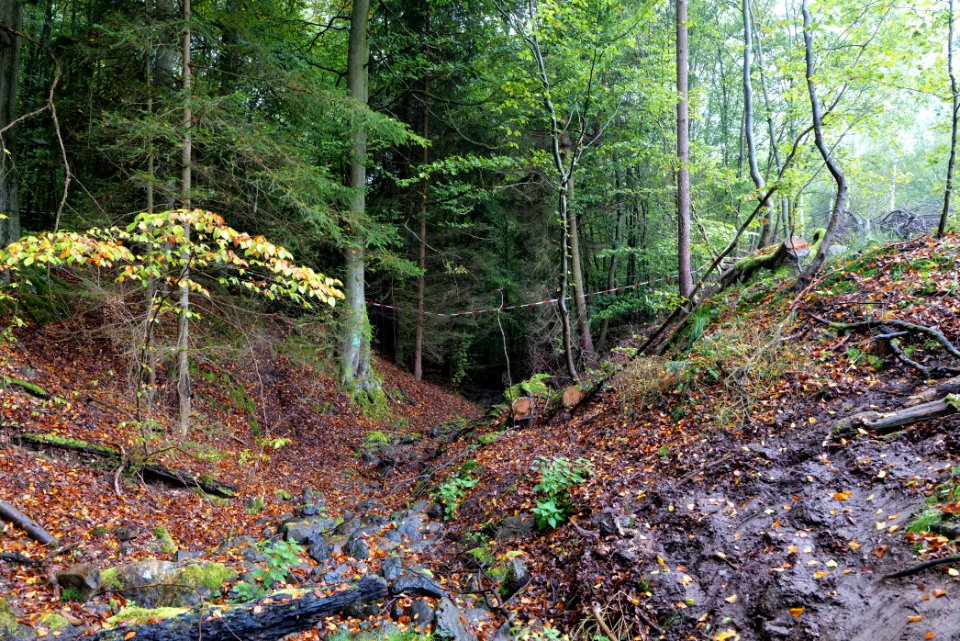 Maulbach forest 2020-10-08 40