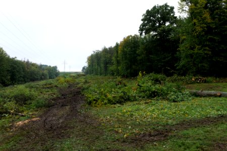 Maulbach forest after tree cuttings 2020-10-08 101