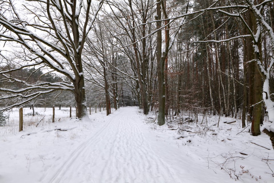 Mauerweg in the Spandauer Forst with snow 2021-02-09 10