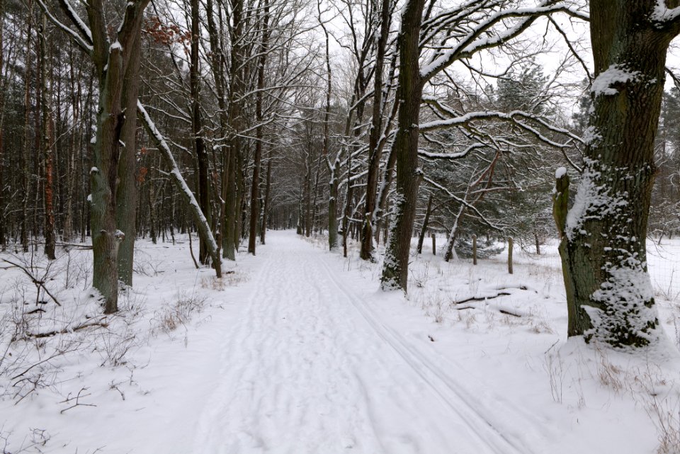Mauerweg in the Spandauer Forst with snow 2021-02-09 08