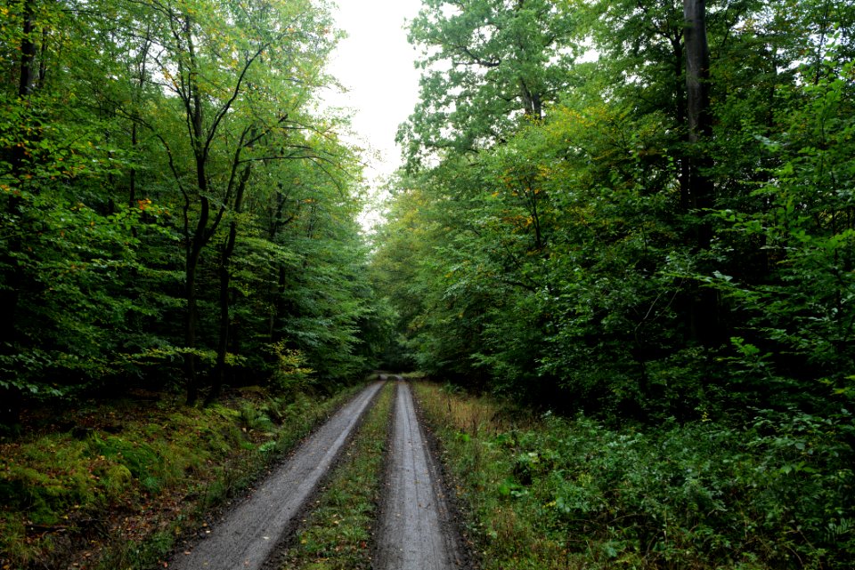 Maulbach forest 2020-10-08 19