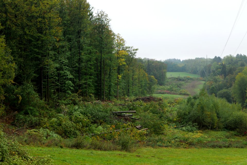 Maulbach forest after tree cuttings 2020-10-08 07