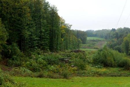 Maulbach forest after tree cuttings 2020-10-08 05