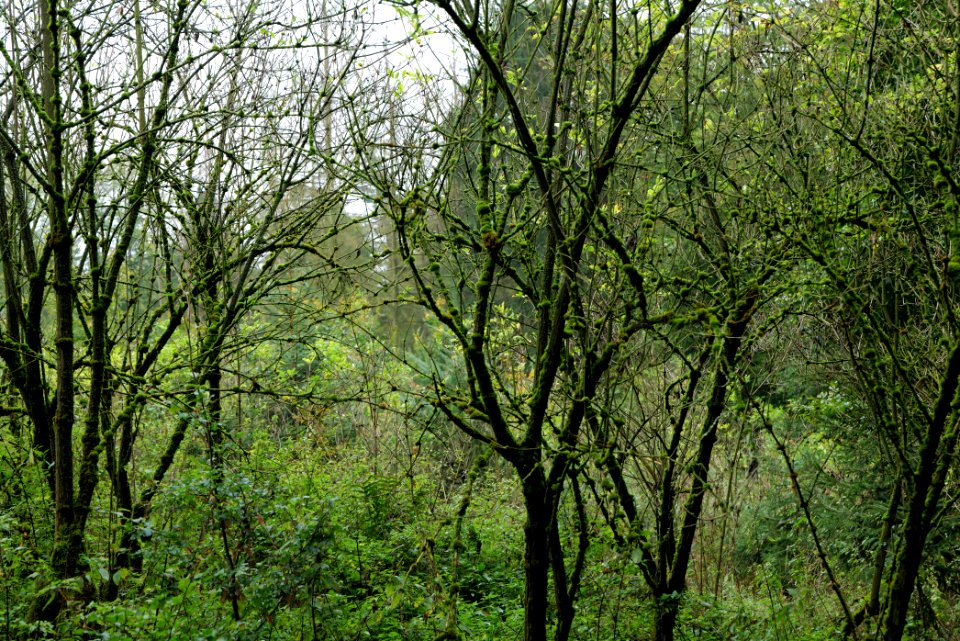Maulbach forest 2020-10-08 50