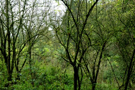 Maulbach forest 2020-10-08 50