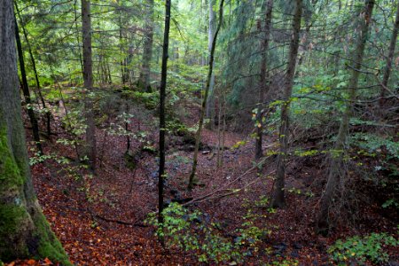 Maulbach forest 2020-10-08 30