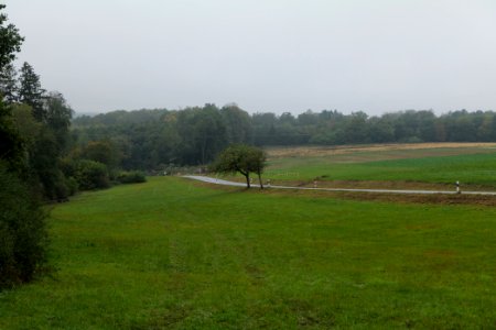 Maulbach forest after tree cuttings 2020-10-08 27