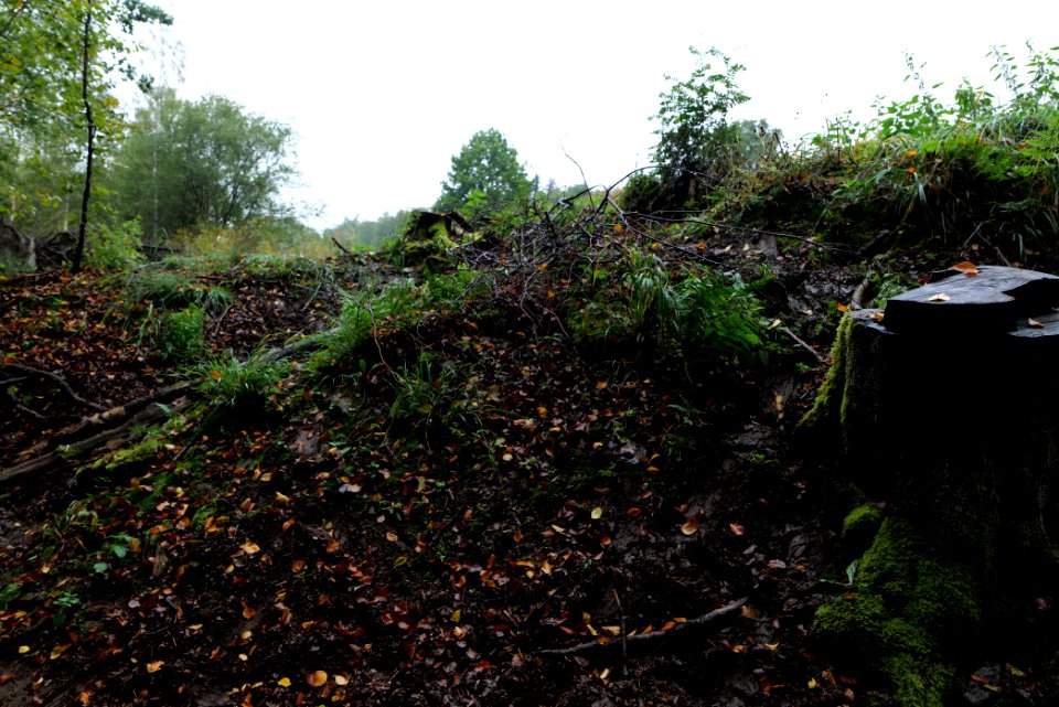 Maulbach forest 2020-10-08 43