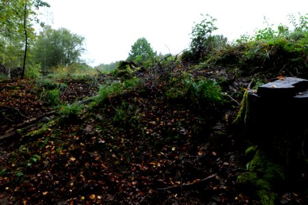 Maulbach forest 2020-10-08 43
