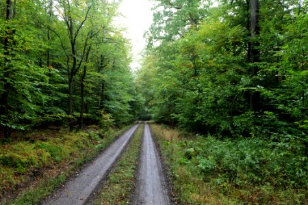 Maulbach forest 2020-10-08 24