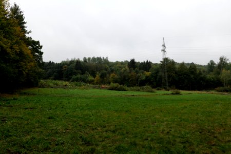 Maulbach forest after tree cuttings 2020-10-08 106