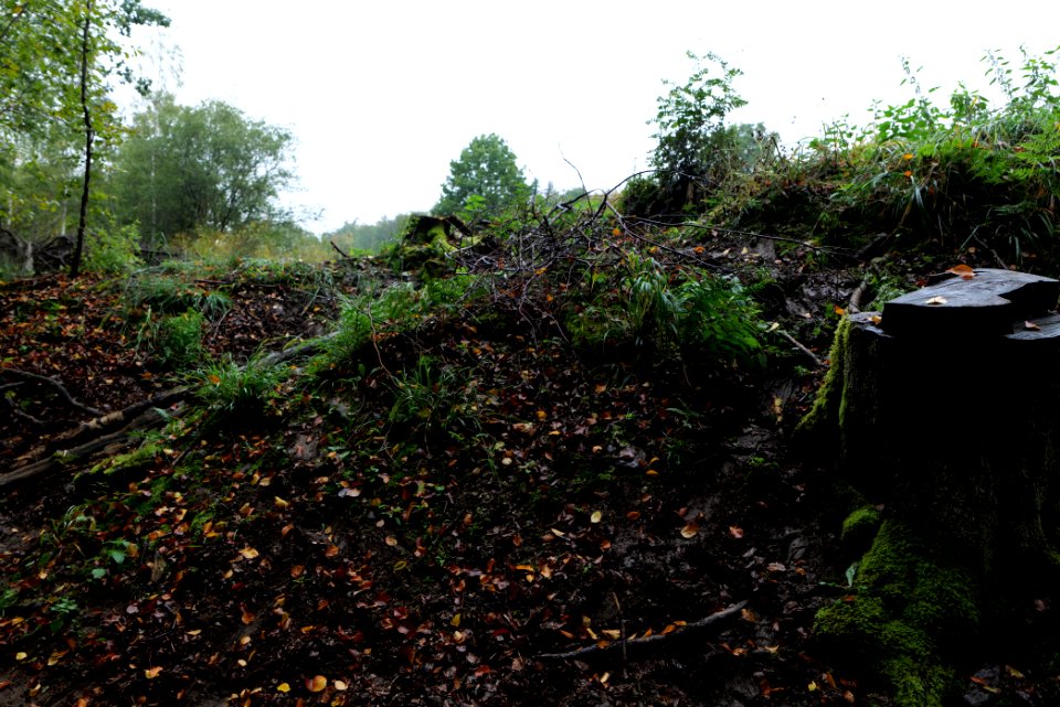 Maulbach forest 2020-10-08 42