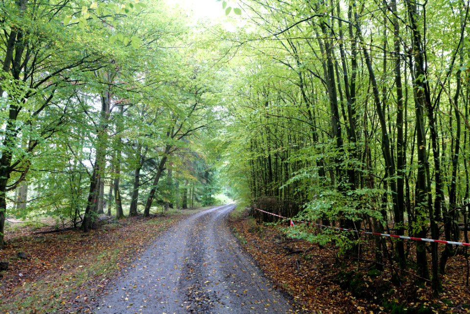 Maulbach forest 2020-10-08 18