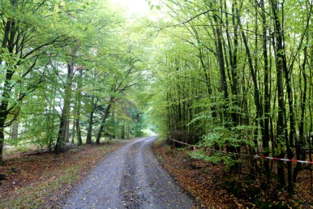 Maulbach forest 2020-10-08 18