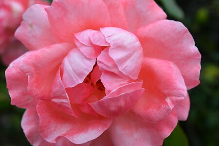 Flower rosa nature