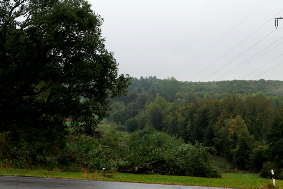 Maulbach forest after tree cuttings 2020-10-08 21