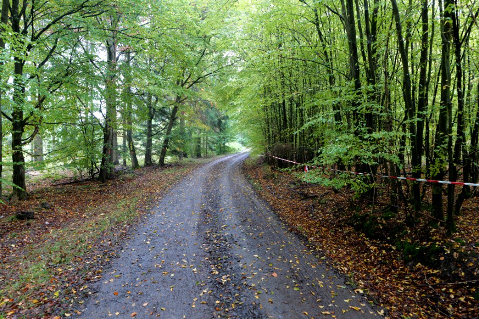 Maulbach forest 2020-10-08 17