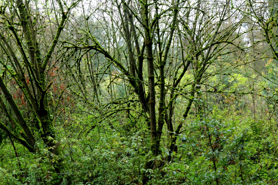 Maulbach forest 2020-10-08 44
