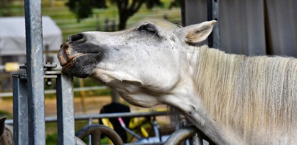Animal white horse nature