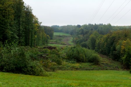 Maulbach forest after tree cuttings 2020-10-08 02