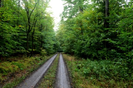 Maulbach forest 2020-10-08 22