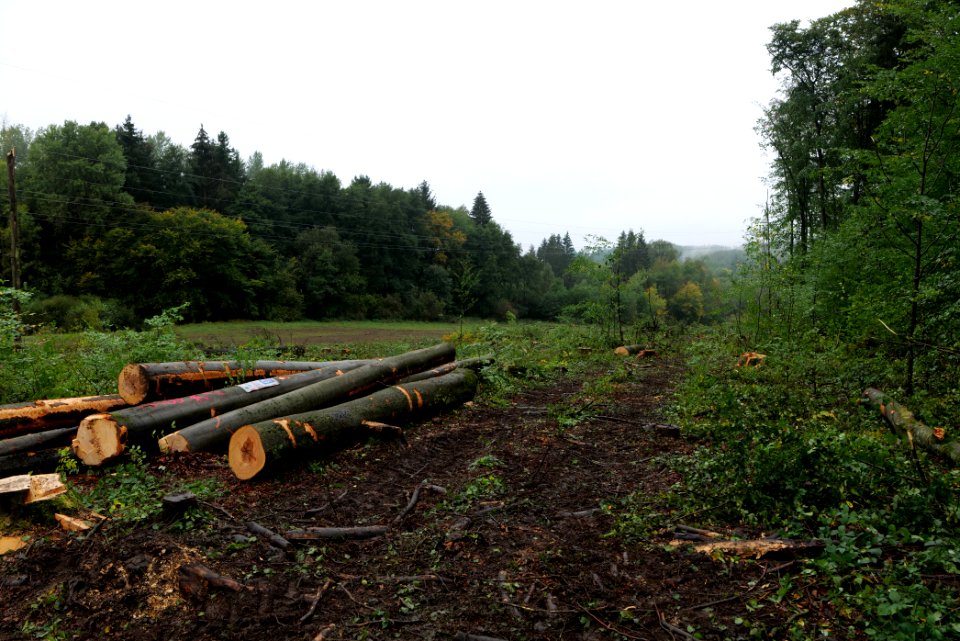 Maulbach forest after tree cuttings 2020-10-08 30
