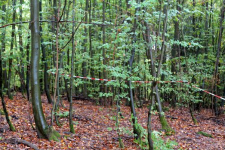 Maulbach forest 2020-10-08 37