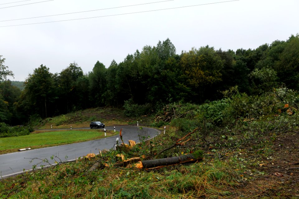 Maulbach forest after tree cuttings 2020-10-08 19