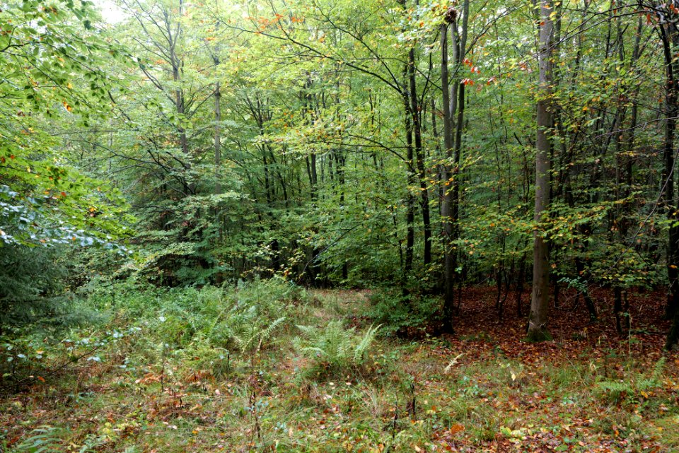 Maulbach forest 2020-10-08 25