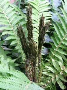 Matteuccia struthiopteris 9882