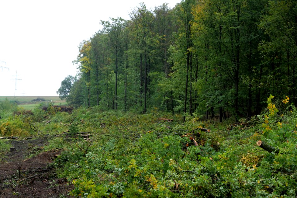 Maulbach forest after tree cuttings 2020-10-08 104
