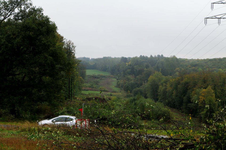 Maulbach forest after tree cuttings 2020-10-08 23