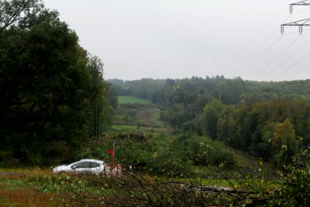 Maulbach forest after tree cuttings 2020-10-08 23