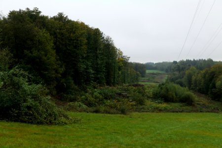 Maulbach forest after tree cuttings 2020-10-08 08