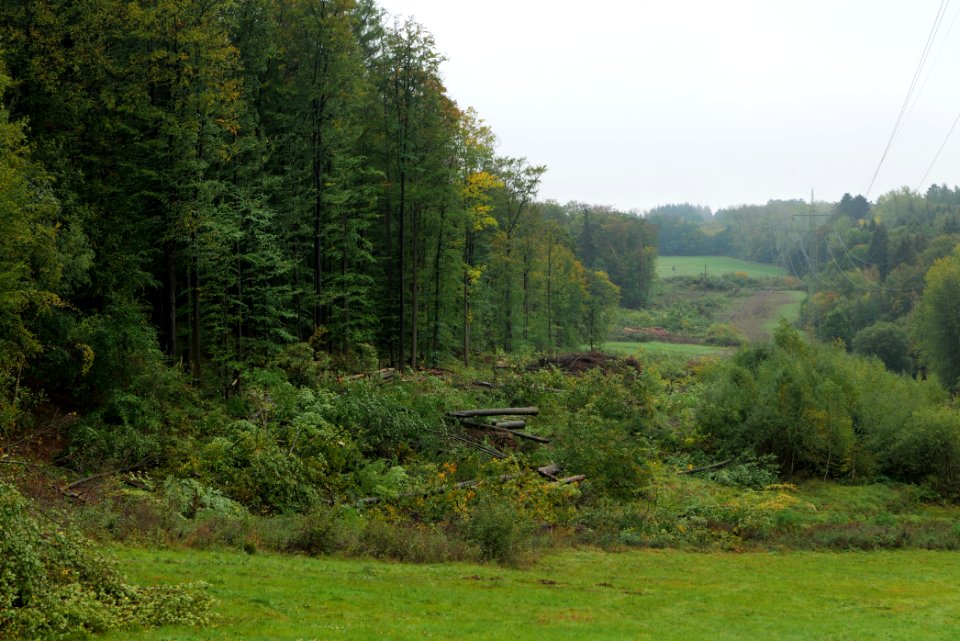Maulbach forest after tree cuttings 2020-10-08 04