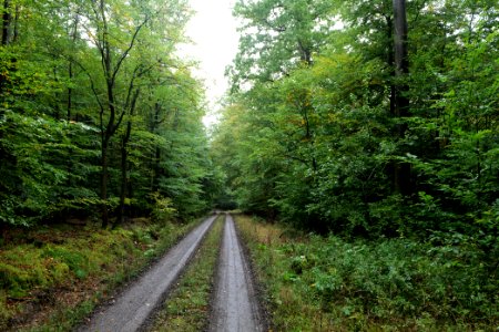Maulbach forest 2020-10-08 21