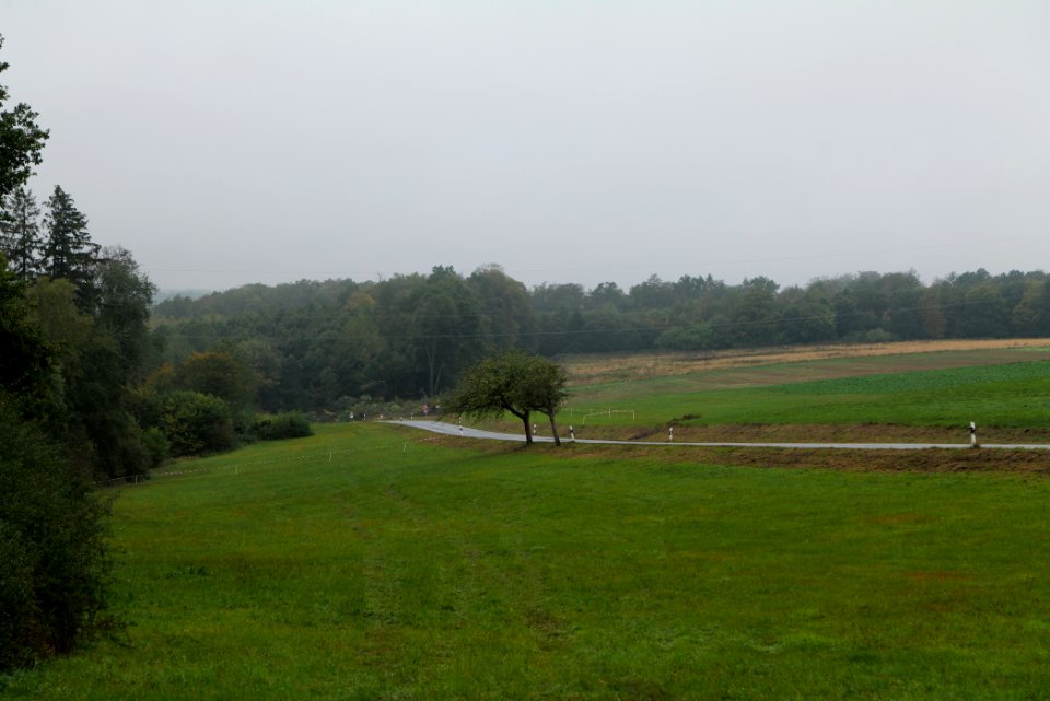 Maulbach forest after tree cuttings 2020-10-08 28