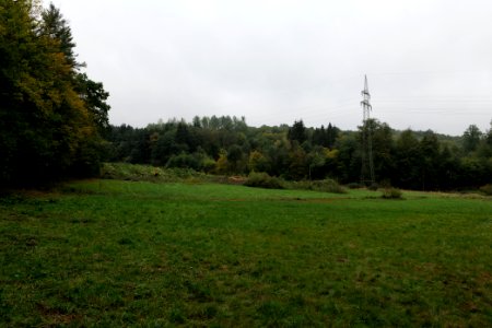 Maulbach forest after tree cuttings 2020-10-08 107