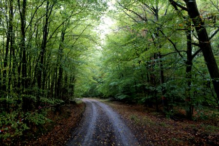Maulbach forest 2020-10-08 14